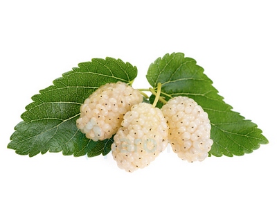 картинка Mulberry от магазина Paromag 