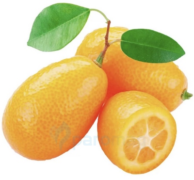 картинка Kumquat от магазина Paromag 