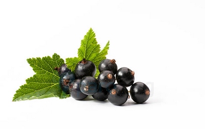 картинка Blackcurrant от магазина Paromag 