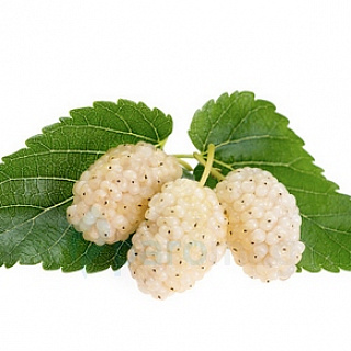картинка Mulberry от магазина Paromag 