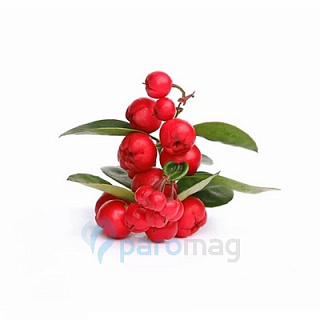 картинка Wintergreen от магазина Paromag 